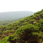 Bkassine Pine Forest