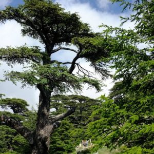 The Cedars of God